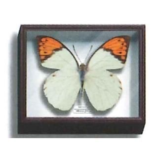 󥹥ƥ˥顼 ɥȢޥͥåȥ쥯2 [7.ĥޥ٥˥祦]ڥͥݥбۡC