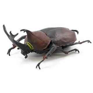昆虫ハンター カブトムシ×クワガタ 2022 [2.カブトムシ(赤)]【 ネコポス不可 】