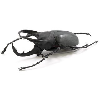 昆虫ハンター カブトムシ×クワガタ 2022 [4.コーカサスオオカブト]【 ネコポス不可 】