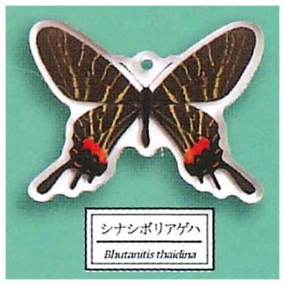 サイエンステクニカラー 鱗翅学者の私的標本 アクリルマスコット3 [6.シナシボリアゲハ]【ネコポス配送対応】【C】