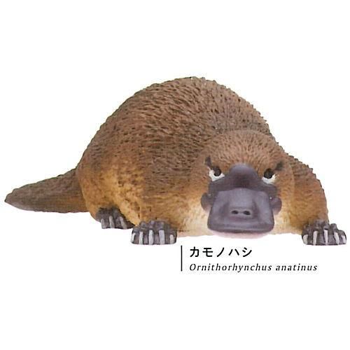 カモノハシ太郎です ネイチャーテクニカラー400 オーストラリア [2.カモノハシ],いきもん