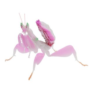 いきもの大図鑑 かまきり03 [1.ハナカマキリ(ピンク)]【 ネコポス不可 】