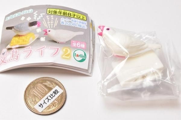 文鳥ライフ2 [1.鏡の中の自分とケンカ(白文鳥)],ターリン