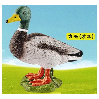 Schleich カプセルシュライヒ animals [3.カモ(オス)]【 ネコポス不可 】【C】