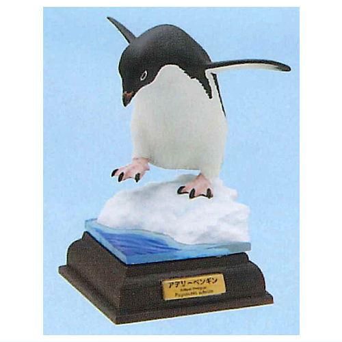南極 The South Pole – ネイチャーテクニカラー公式