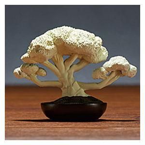 ߺ BONSAI [2.դ]ڥͥݥбۡC