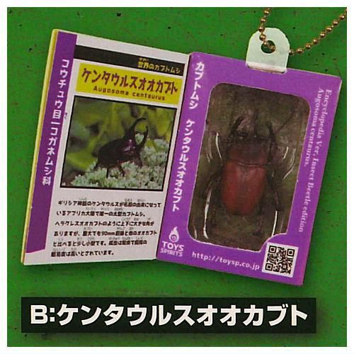 ケンタウルスオオカブト♂/中央アフリカ.バンギ産【標本】 標本