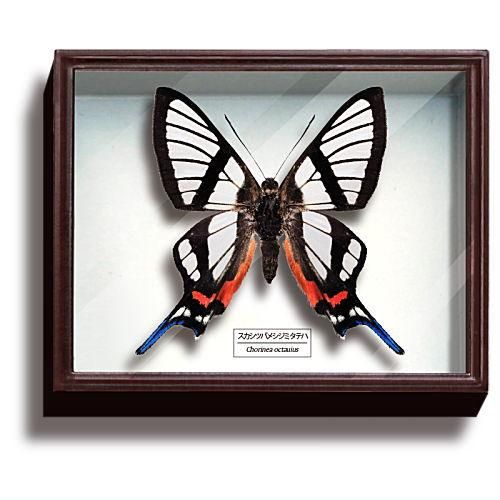 蝶の標本 南米のシジミタテハ9種 サイエンステクニカラー ドイツ