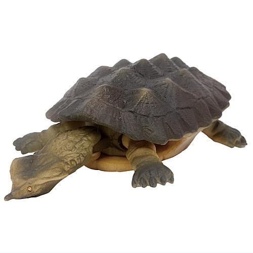 あそべる生物フィギュアシリーズ 世界の亀たち2 [4.マタマタB