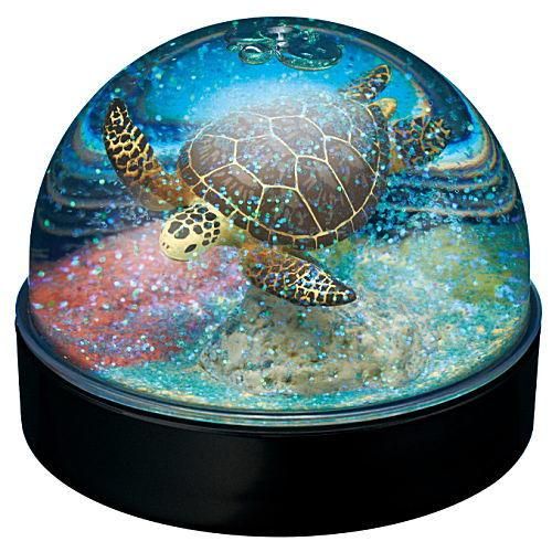 ウォータードームファクトリー 海洋生物編 [1.アオウミガメ