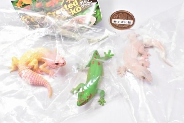 ヒョウモントカゲモドキ（ブリザード） ヤモリ大全