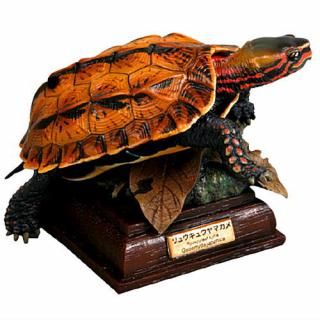 いきもん ネイチャーテクニカラー 日本のカメ 特装版 ヤエヤマ
