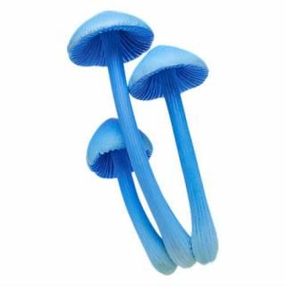 �ͥ����㡼�ƥ��˥��顼 MONO PLUS ���Υ��ޥ��ͥå�2 [5.���饤������]�ڥͥ��ݥ������б��ۡ�C��