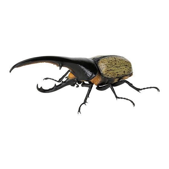 いきもの大図鑑 かぶとむし07　ヘラクレス・ヘラクレス改（黄褐色） Amazon.co.jp: いきもの大図鑑 かぶとむし07 ヘラクレス