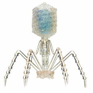 �������󥹥ƥ��˥��顼 T4�ե����� �쥤��ܡ��ѡ��� �ޥ����åȡ��ܡ���������� [1.T4�ե�����(���ꥢ)]�� �ͥ��ݥ��Բ� ��