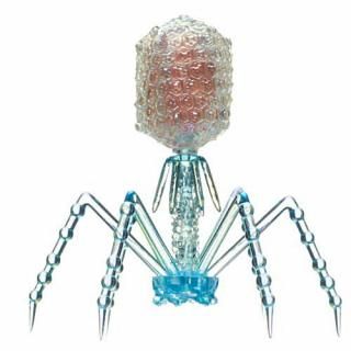 �������󥹥ƥ��˥��顼 T4�ե����� �쥤��ܡ��ѡ��� �ޥ����åȡ��ܡ���������� [2.T4�ե�����(���ꥢ�֥롼)]�� �ͥ��ݥ��Բ� ��