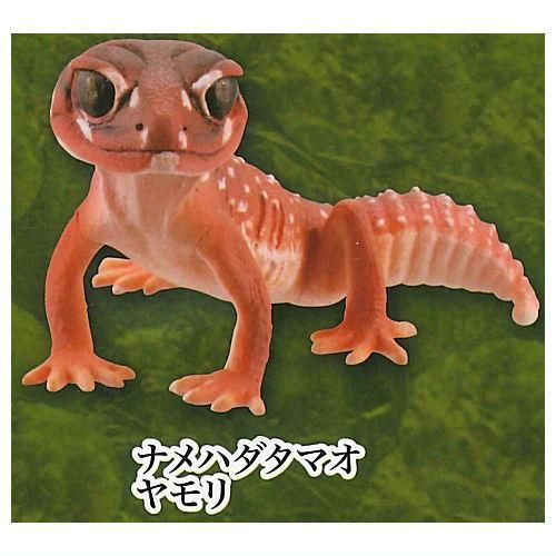カプセルQ ヤモリ大全 エクストラカラーVer. [4.ナメハダタマオ