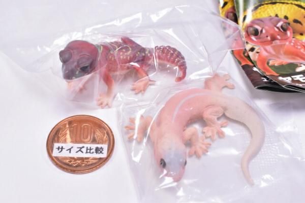 カプセルQ ヤモリ大全 エクストラカラーVer. [アソート2種セット