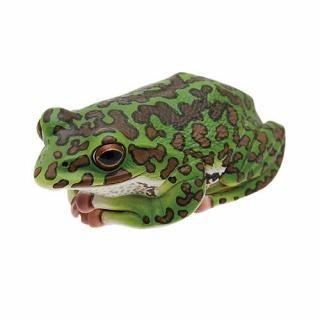 Nature of Japan ���ܤΤ������01 [8.��ꥢ��������]�� �ͥ��ݥ��Բ� ��