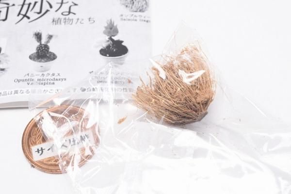 【タンブルウィード】世界の奇妙な植物たち 世界の奇妙な植物たち [3.タンブルウィード],レインボー