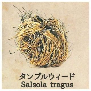 �����δ�̯�ʿ�ʪ���� [3.����֥륦������]�ڥͥ��ݥ������б��ۡ�C��