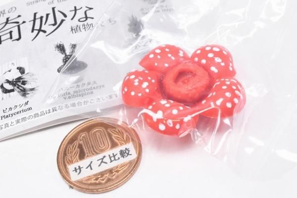 世界の奇妙な植物たち [4.ラフレシア],レインボー ガチャガチャ
