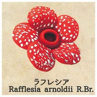 �����δ�̯�ʿ�ʪ���� [4.��ե쥷��]�ڥͥ��ݥ������б��ۡ�C��