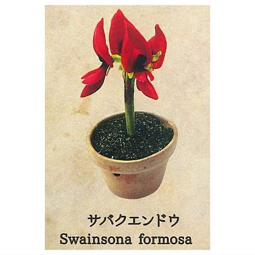 レビュー高評価の商品!の商品をすべて 世界の奇妙な植物たち [6.サバクエンドウ],レインボー その他