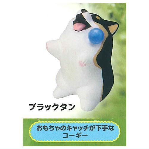 【おもちゃのキャッチが下手なコーギー（ブラックタン）】アニマルアトラクション こぎさんぽ アニマルアトラクション こぎさんぽ [7.おもちゃのキャッチが