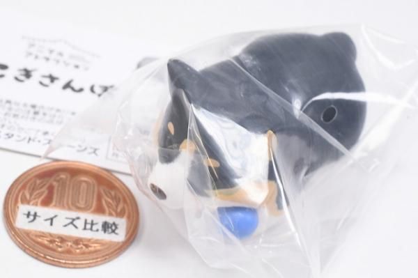 【おもちゃのキャッチが下手なコーギー（ブラックタン）】アニマルアトラクション こぎさんぽ アニマルアトラクション こぎさんぽ [7.おもちゃのキャッチが