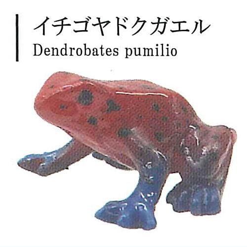 全部揃ってます!!】ヤドクガエルの世界 Vol.1 [全5種セット