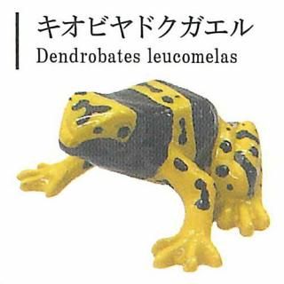 世界の奇妙な植物たち [6.サバクエンドウ],レインボー