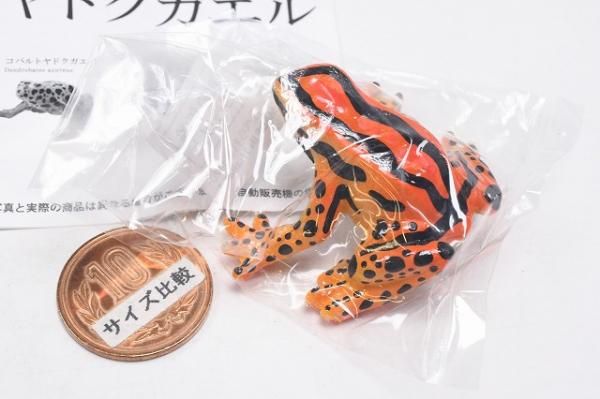 ディズニープリンセスのベビーグッズも大集合 ヤドクガエルの世界 [5.アマゾンヤドクガエル],レインボー Vol.1 おもちゃ雑貨・手品