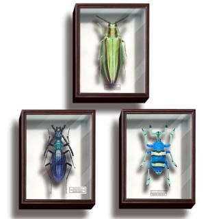 �������󥹥ƥ��˥��顼 �ɥ���Ȣ �ޥ��ͥåȥ��쥯�����4 [��������3�糧�å� (1.��ޥȥ��ޥॷ/2.������ꥪ���ॷ/3.���硼����إ�ۥ����������ॷ)]�ڥͥ��ݥ������б��ۡ�C��