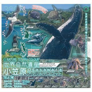 Amazon | 【3枚セット】 遊戯王 TDPP 青眼の究極竜 初期 復刻版