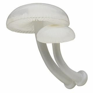 ͥ㡼ƥ˥顼MONO PLUS 륭ΥΥޥͥå [7.䥳]ڥͥݥбۡC