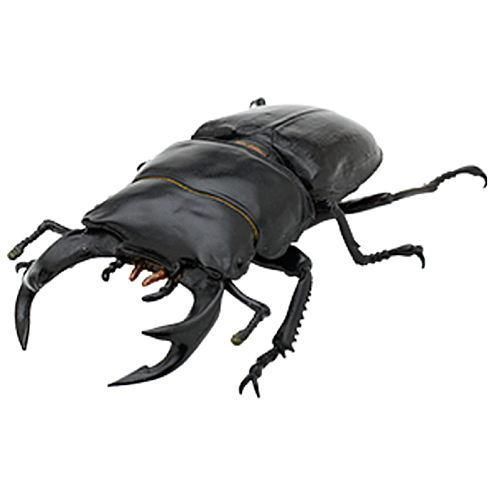 Nature of Japan 日本のいきもの03 [3.オオクワガタ]【 ネコポス不可