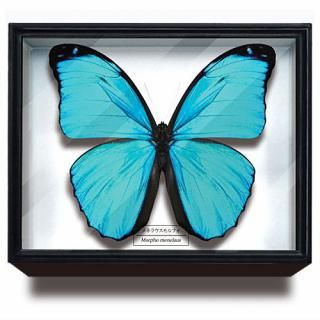 �������󥹥ƥ��˥��顼 �ɥ���Ȣ �ޥ��ͥåȥ��쥯����� ���ե�ĳ������ [1.��ͥ饦�����ե�]�ڥͥ��ݥ������б��ۡ�C��