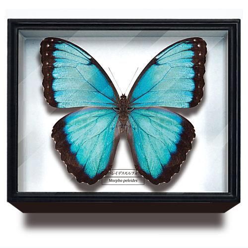 外国産蝶標本　モルフォ蝶+ドイツ箱 楽天市場】送料無料 昆虫標本箱（ドイツ箱）昭和55年からの