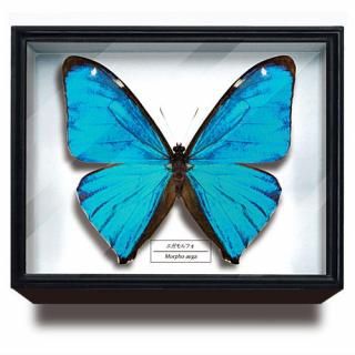 �������󥹥ƥ��˥��顼 �ɥ���Ȣ �ޥ��ͥåȥ��쥯����� ���ե�ĳ������ [8.�������ե�]�ڥͥ��ݥ������б��ۡ�C��