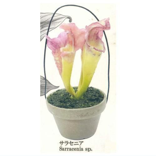 食虫植物 今年も『食虫植物』入荷しました😊 虫を食べます
