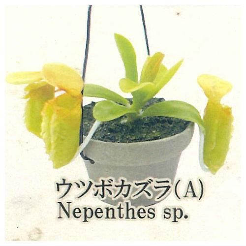 【調整中】ジブリ感ある可愛い見た目！ぽってり幹！アラビカ半島の珍種植物 調整中】ジブリ感ある可愛い見た目！ぽってり幹！アラビカ半島の珍