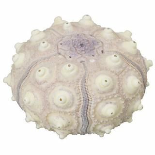 �ͥ����㡼�ƥ��˥��顼MONO PLUS ���˳� �ޥ��ͥåȥ��쥯����� [3.�ߥʥߥХ����󥦥�]�� �ͥ��ݥ��Բ� �ۡ�C��