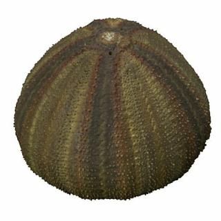 �ͥ����㡼�ƥ��˥��顼MONO PLUS ���˳� �ޥ��ͥåȥ��쥯����� [5.�˥åݥ󥳥���������]�� �ͥ��ݥ��Բ� �ۡ�C��