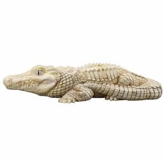 �ƤΤ�ե��12 ����ࡦξ���� [5.������������ ���Ѽ�]�� �ͥ��ݥ��Բ� �ۡ�C��