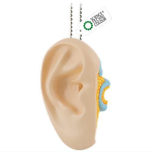 サイエンステクニカラー かなりやわらかい人体解剖立体図鑑 [3.耳模型