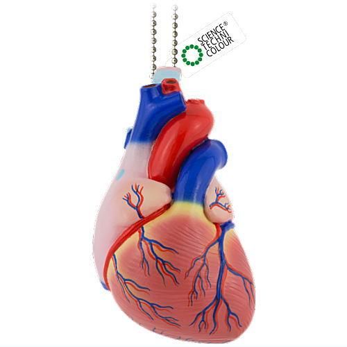 サイエンステクニカラー かなりやわらかい人体解剖立体図鑑 [5.心臓