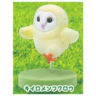 ե֤ ɥե奢 [6.ե] ͥݥԲ ۡC