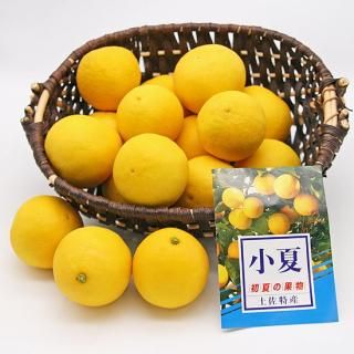 <img class='new_mark_img1' src='https://img.shop-pro.jp/img/new/icons14.gif' style='border:none;display:inline;margin:0px;padding:0px;width:auto;' />ϥơL