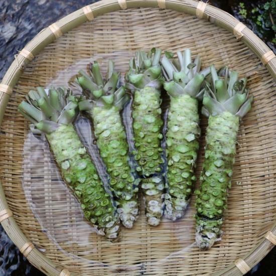 1kg入】 真妻 根わさび (L~3L) - 遠野みやもり産わさびを 1kg入】 真妻 根わさび (L~3L) - 遠野みやもり産わさびを